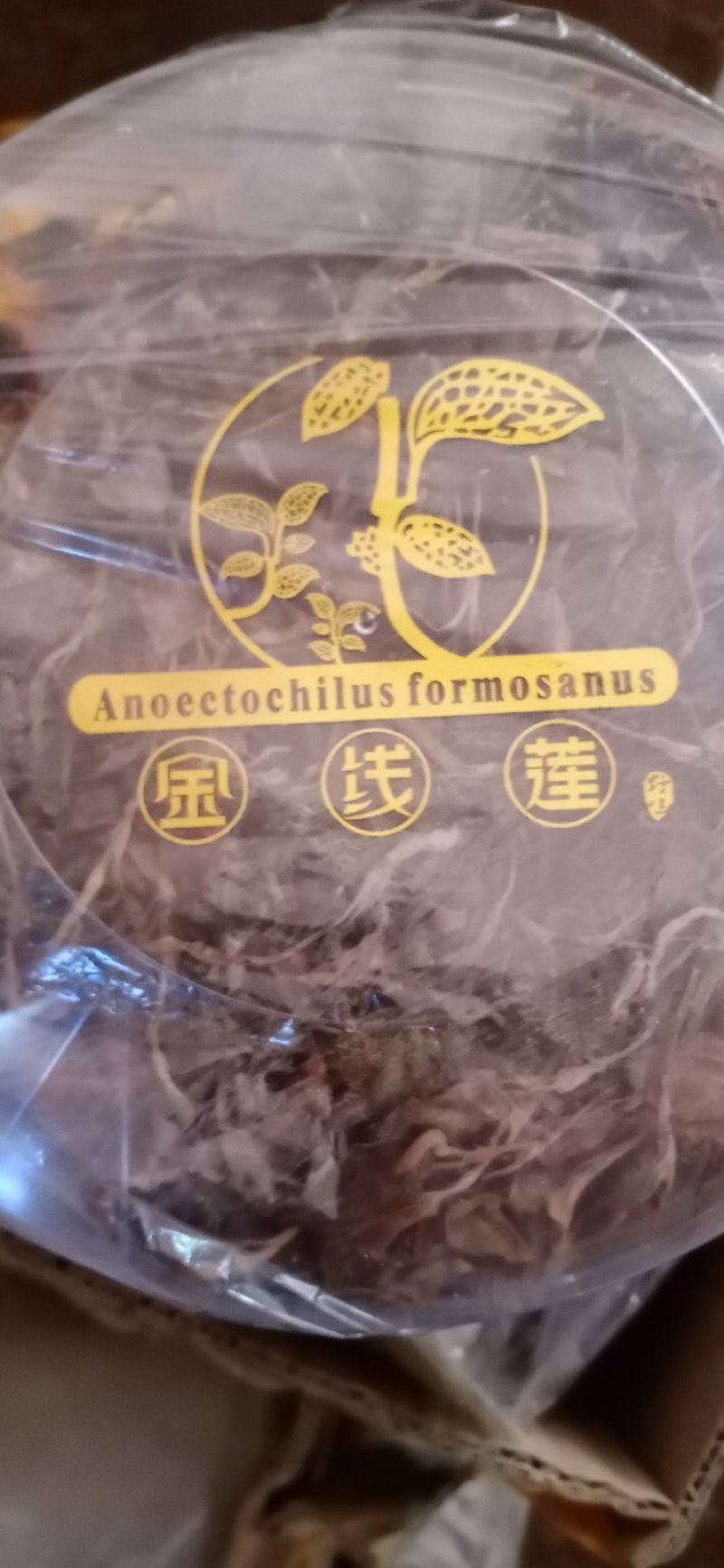 云南文山金线莲批发产地直销一手货源包邮