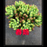 云南多肉植物