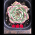 云南多肉植物