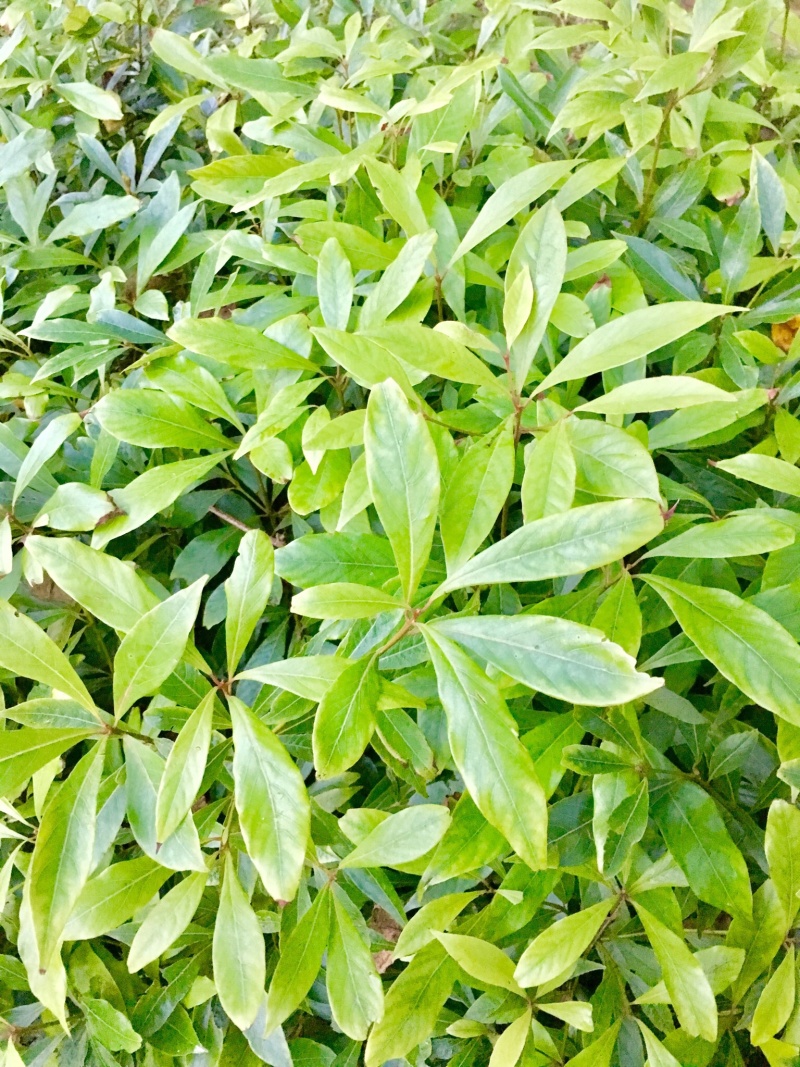 金丝楠木小叶贞楠苗1年苗