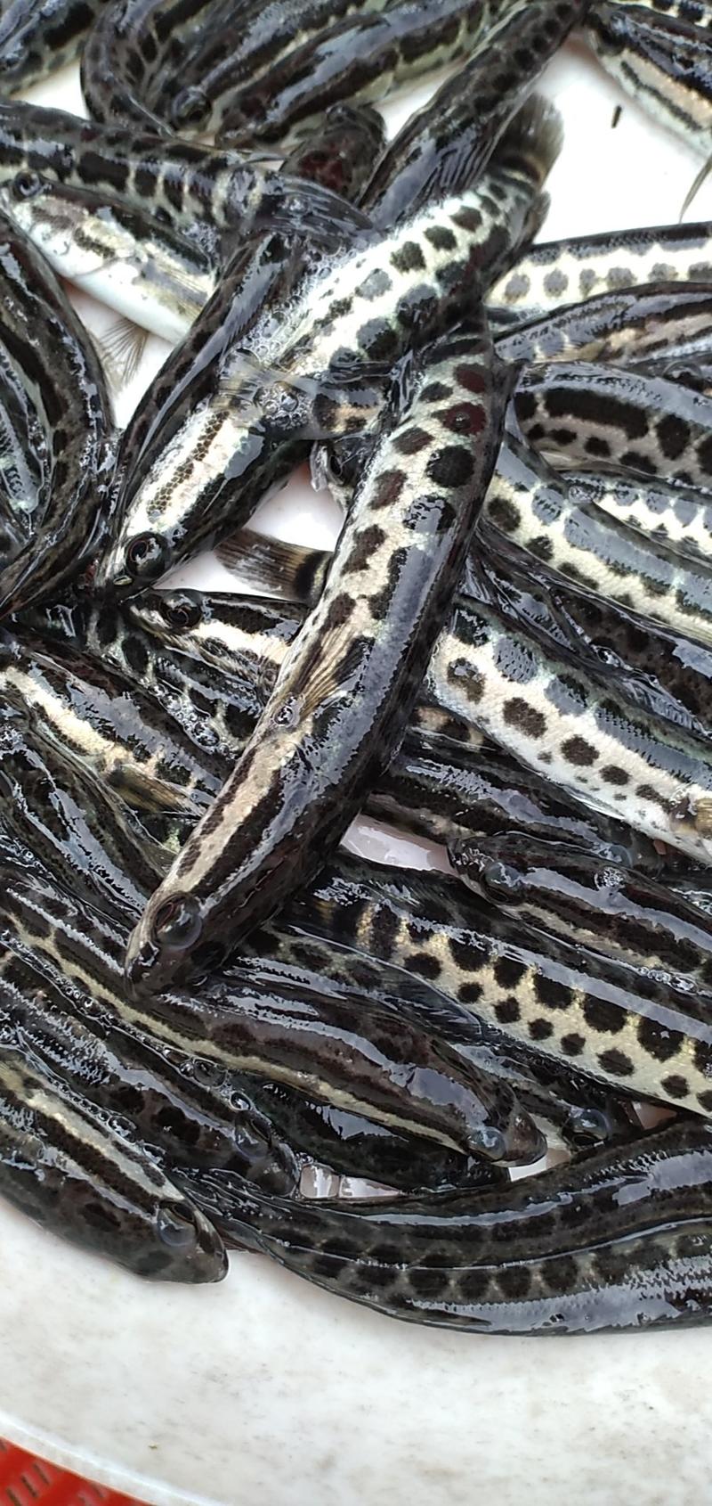 产地直销8-10厘米杂交黑鱼苗大量出售提供养殖技术
