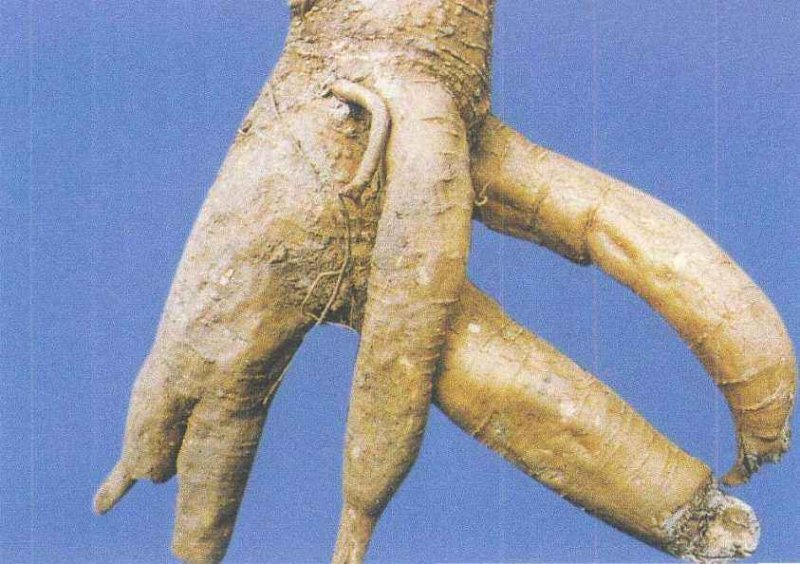新鲜野生商陆，现买现挖