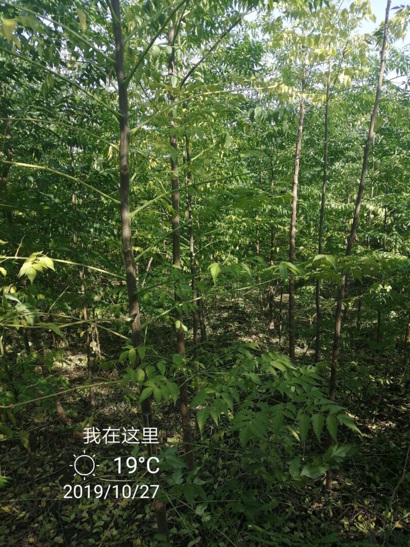 苦楝各种规格质优价廉
