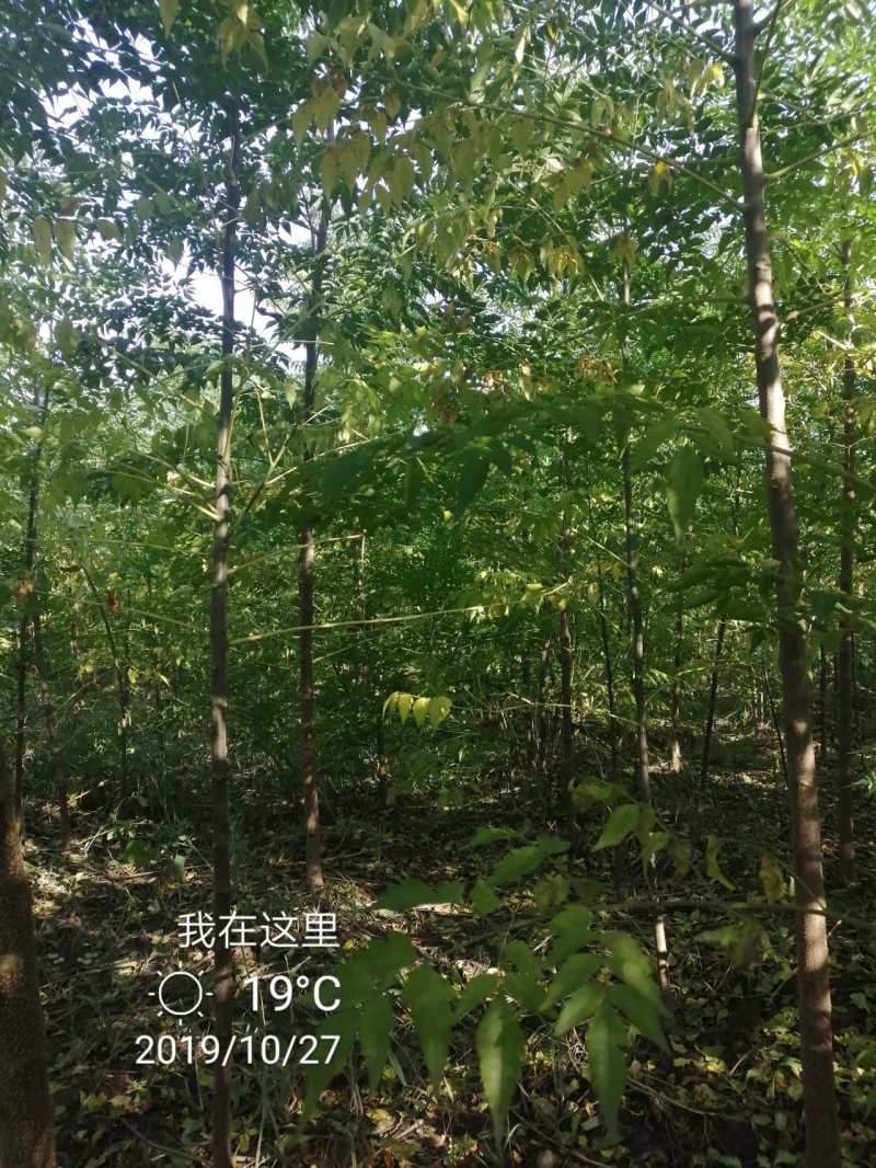 苦楝各种规格质优价廉