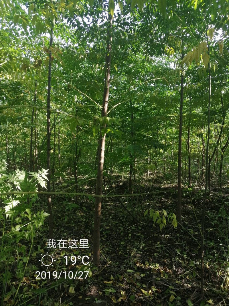 苦楝各种规格质优价廉