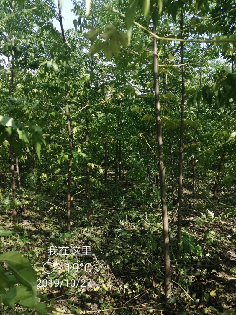 苦楝各种规格质优价廉
