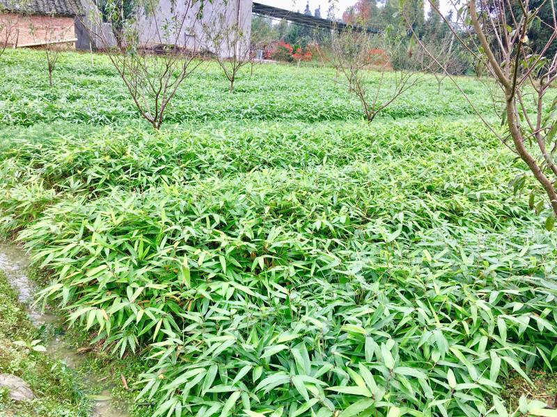 楠竹苗