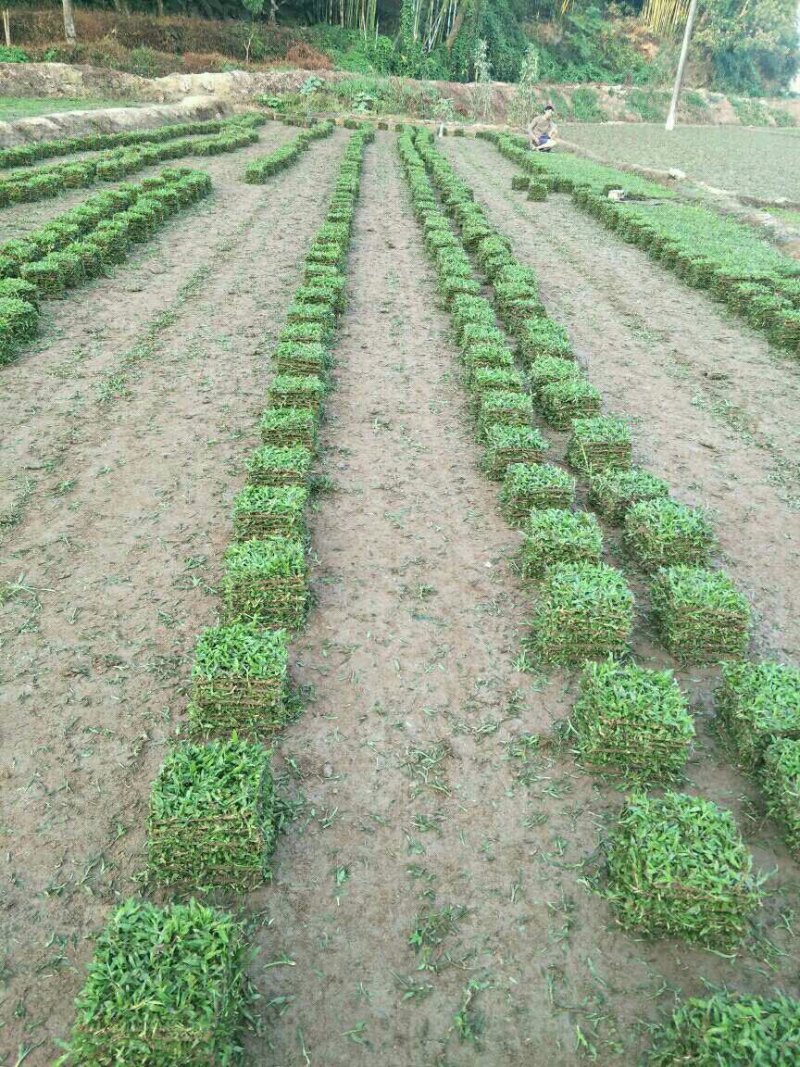 大叶油草，台湾草，马尼拉草