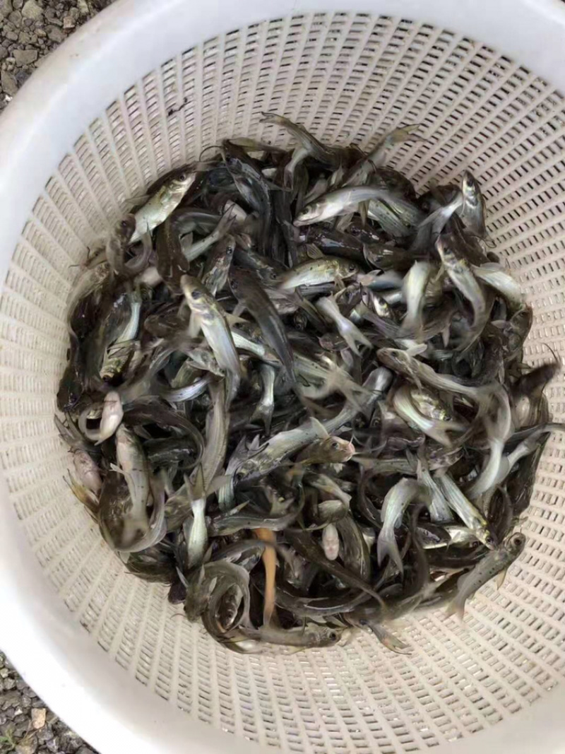 叉尾鮰鱼苗班点叉尾鮰鱼苗+自孵水花（一手货源）