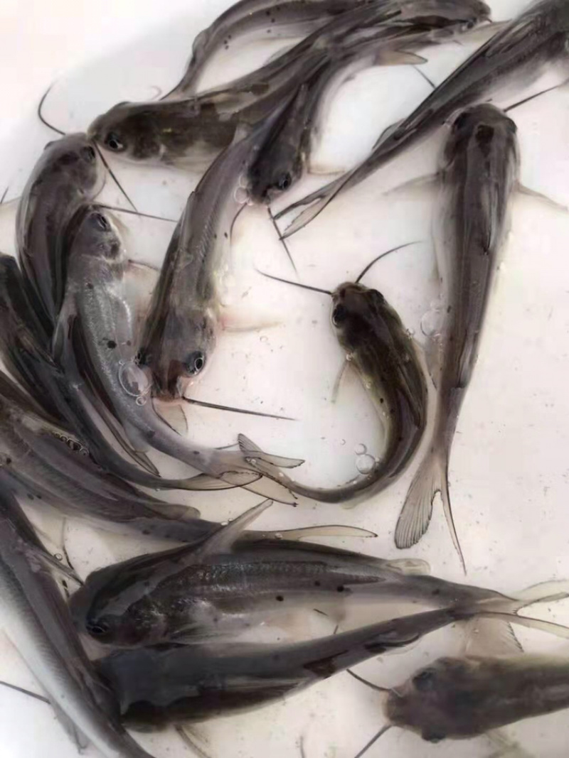叉尾鮰鱼苗班点叉尾鮰鱼苗+自孵水花（基地直供）