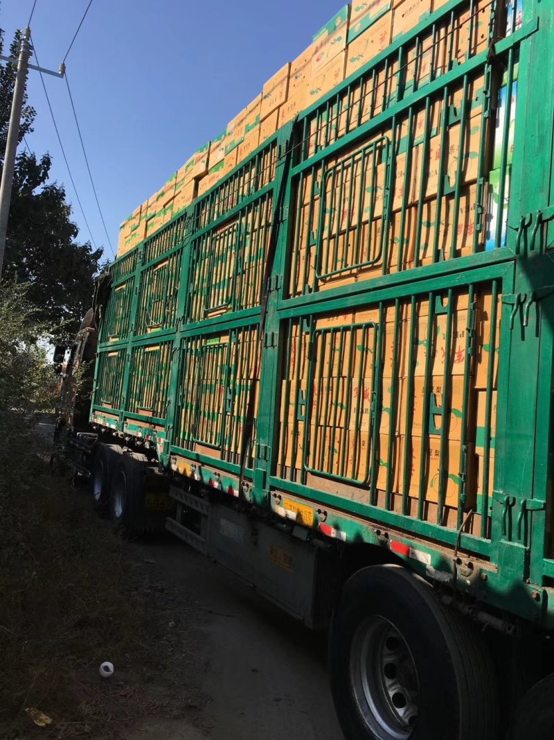 【甩卖、甩卖】皇冠梨，鸭梨雪梨香梨，全国发货价格低品质优