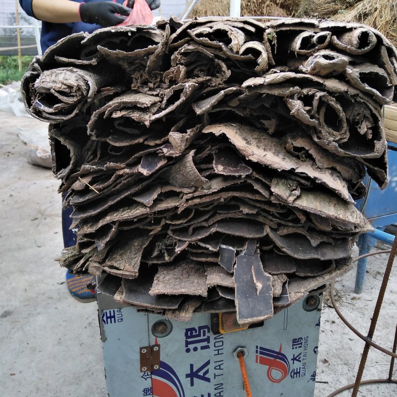杜仲皮