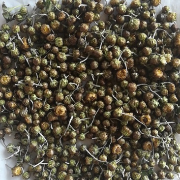河南焦作怀珍珠菊大量供应