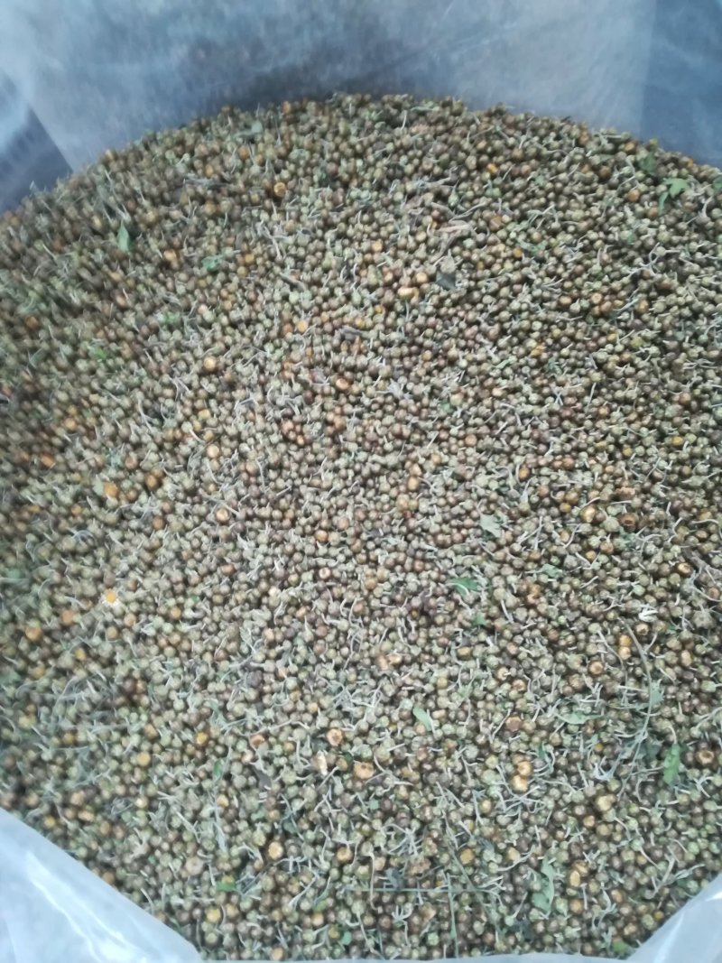 河南焦作怀珍珠菊大量供应
