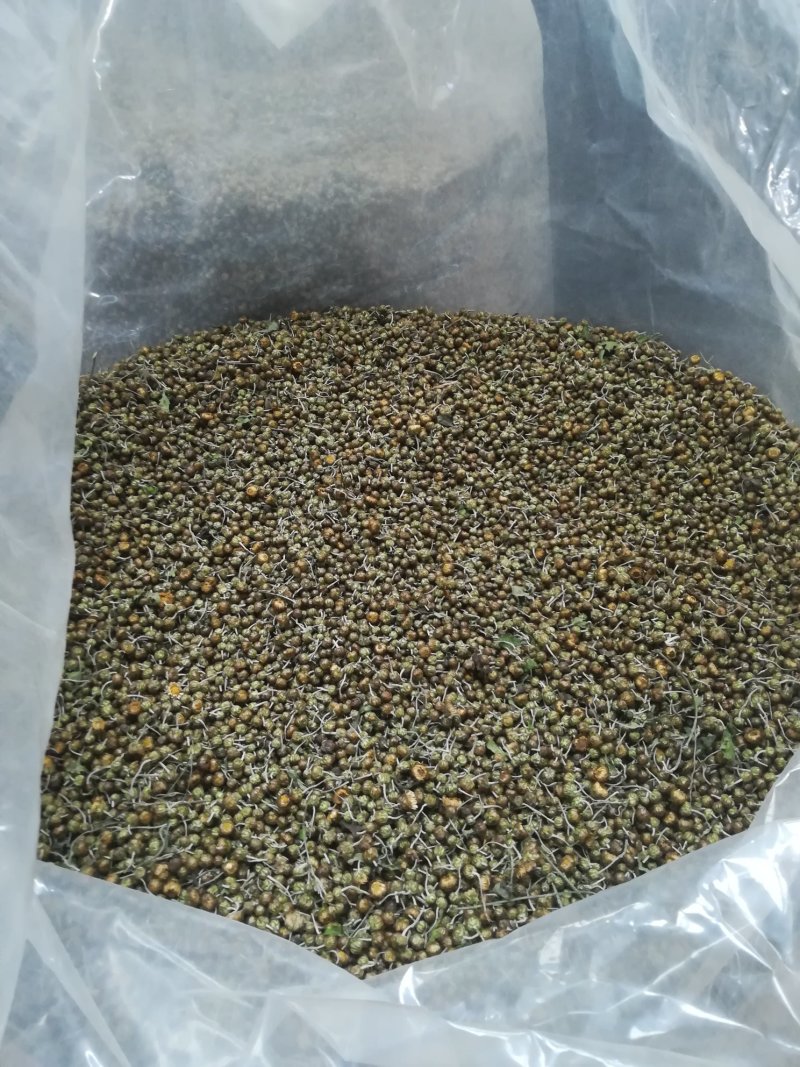 河南焦作怀珍珠菊大量供应