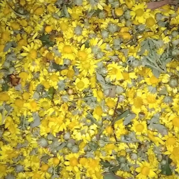 野菊花
