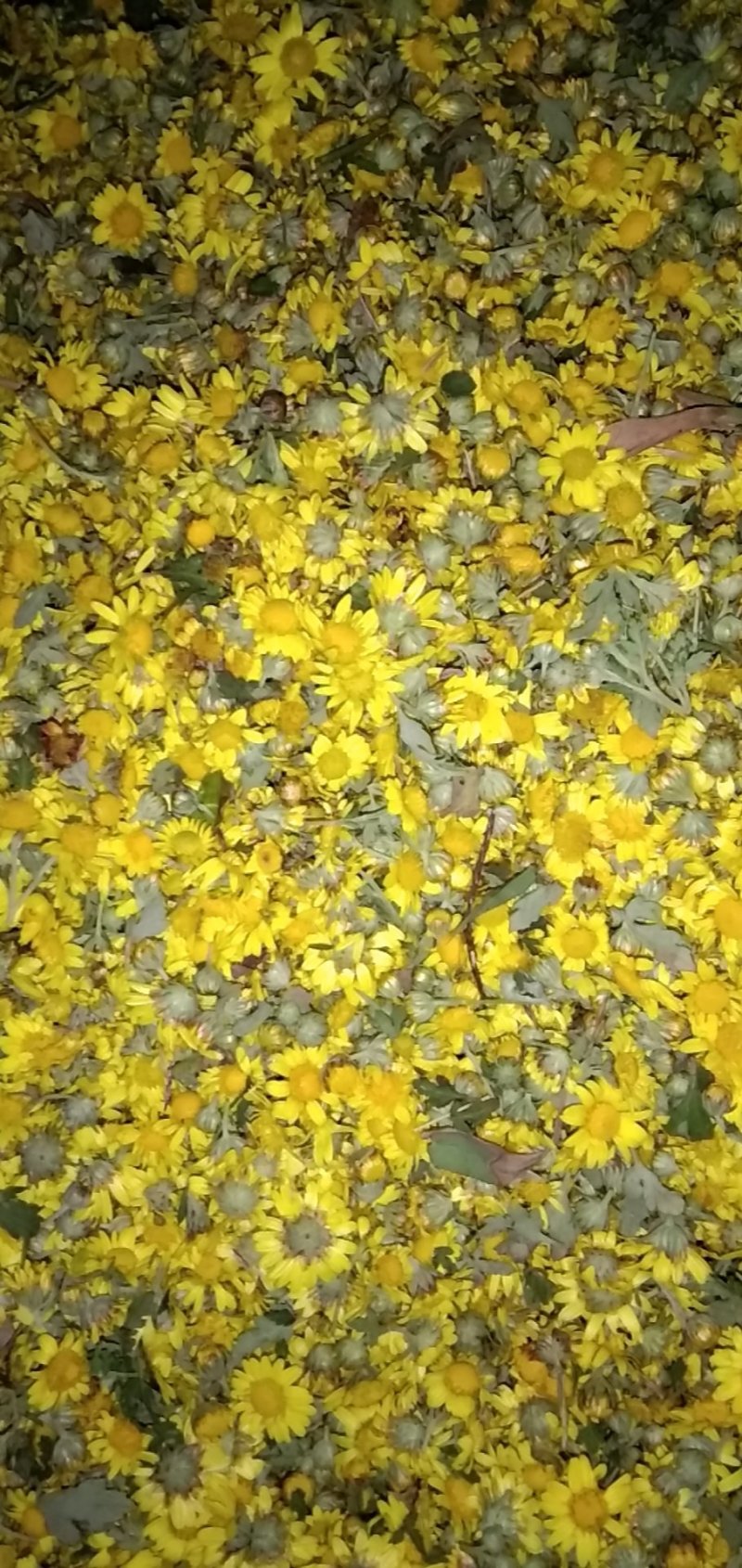 野菊花