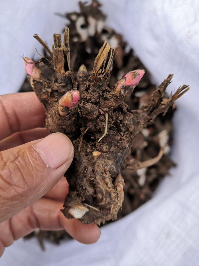 亳州道地药材白芍芽，白芍芽子大量供应中，好种植，