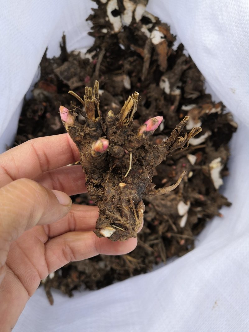 亳州道地药材白芍芽，白芍芽子大量供应中，好种植，