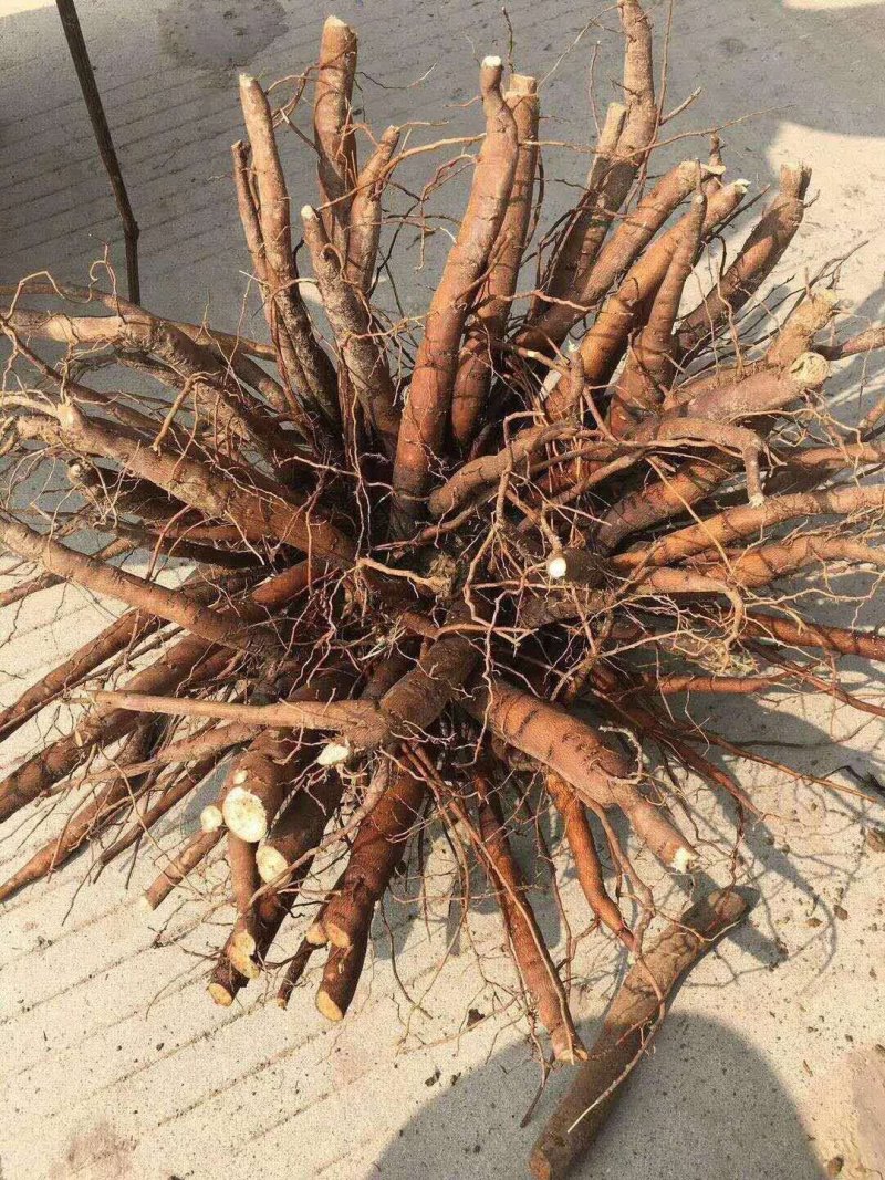 亳州道地药材白芍芽，白芍芽子大量供应中，好种植，