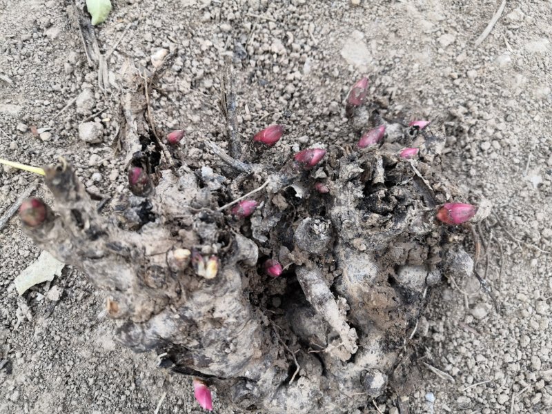 亳州道地药材白芍芽，白芍芽子大量供应中，好种植，