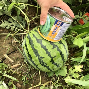 盖世麒麟西瓜种子，早熟抗裂，肉质细脆，糖度14