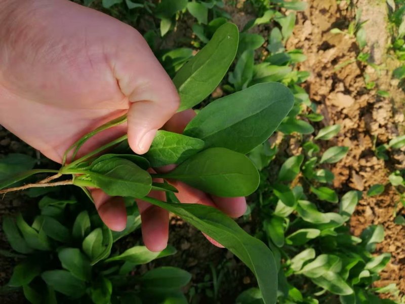 【菠菜】菏泽菠菜小叶菠菜对接食堂工厂电商货打捆装箱