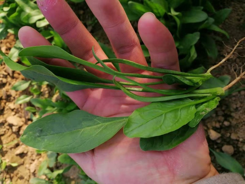 【菠菜】菏泽菠菜小叶菠菜对接食堂工厂电商货打捆装箱