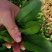 【菠菜】菏泽菠菜小叶菠菜对接食堂工厂电商货打捆装箱