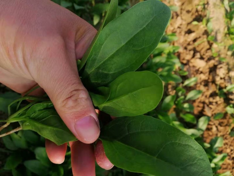 【菠菜】菏泽菠菜小叶菠菜对接食堂工厂电商货打捆装箱