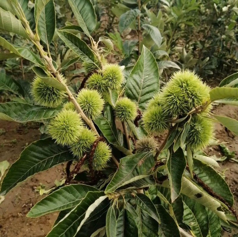 大红袍板栗苗，嫁接苗，基地直销现挖现发货，保湿邮寄