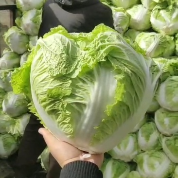 秦白二号白菜,圆白菜,产地批发,按要求发货