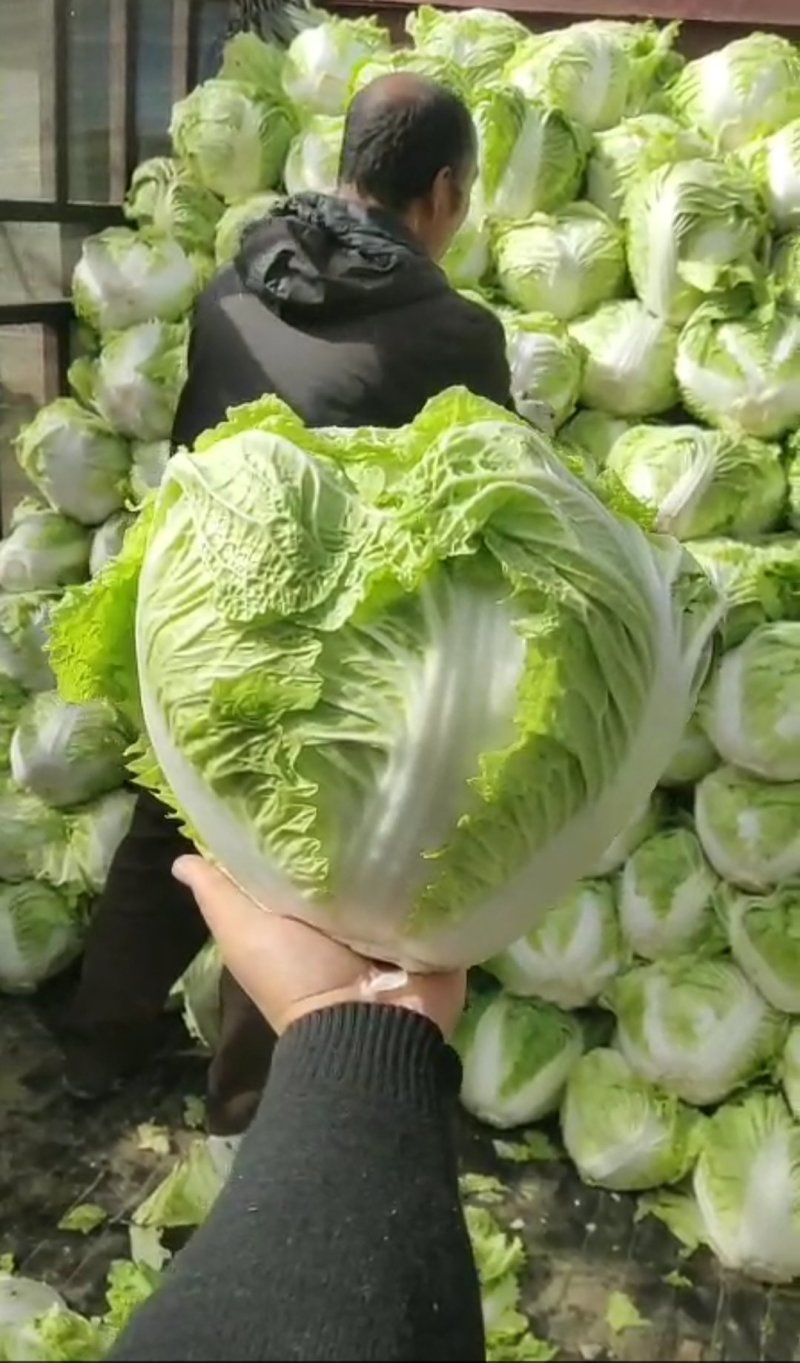 秦白二号白菜，圆白菜，产地批发，按要求发货