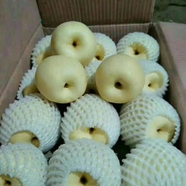 贡梨