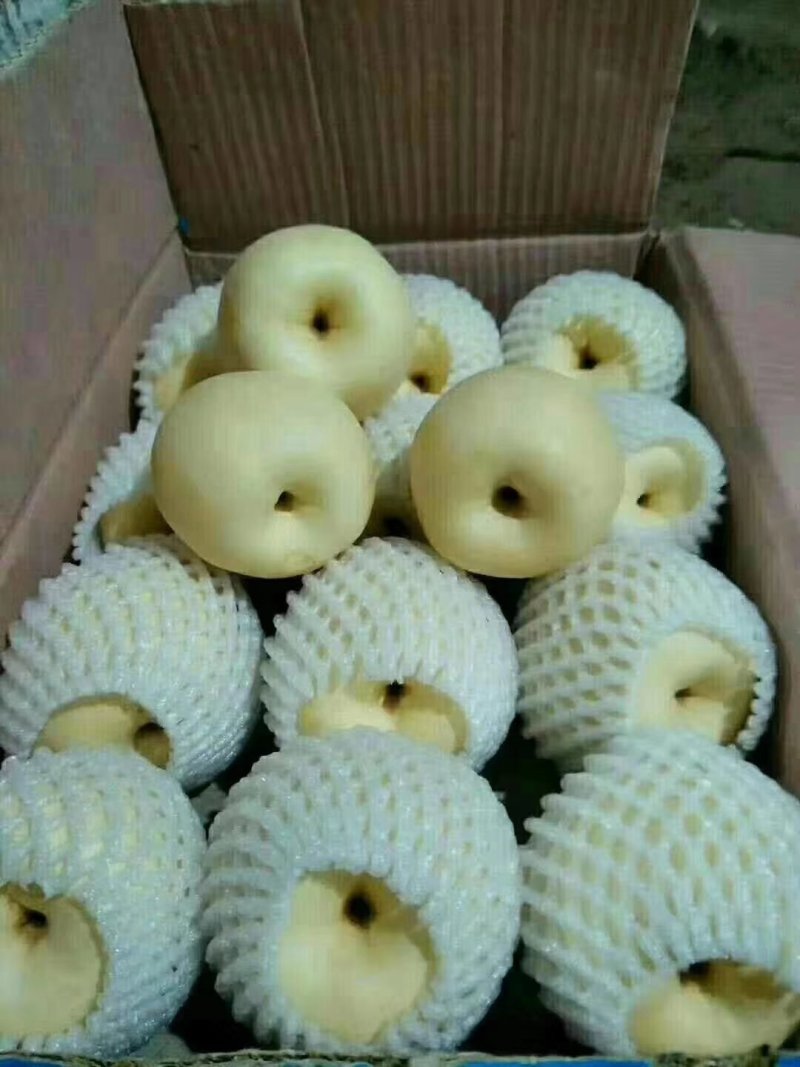 贡梨
