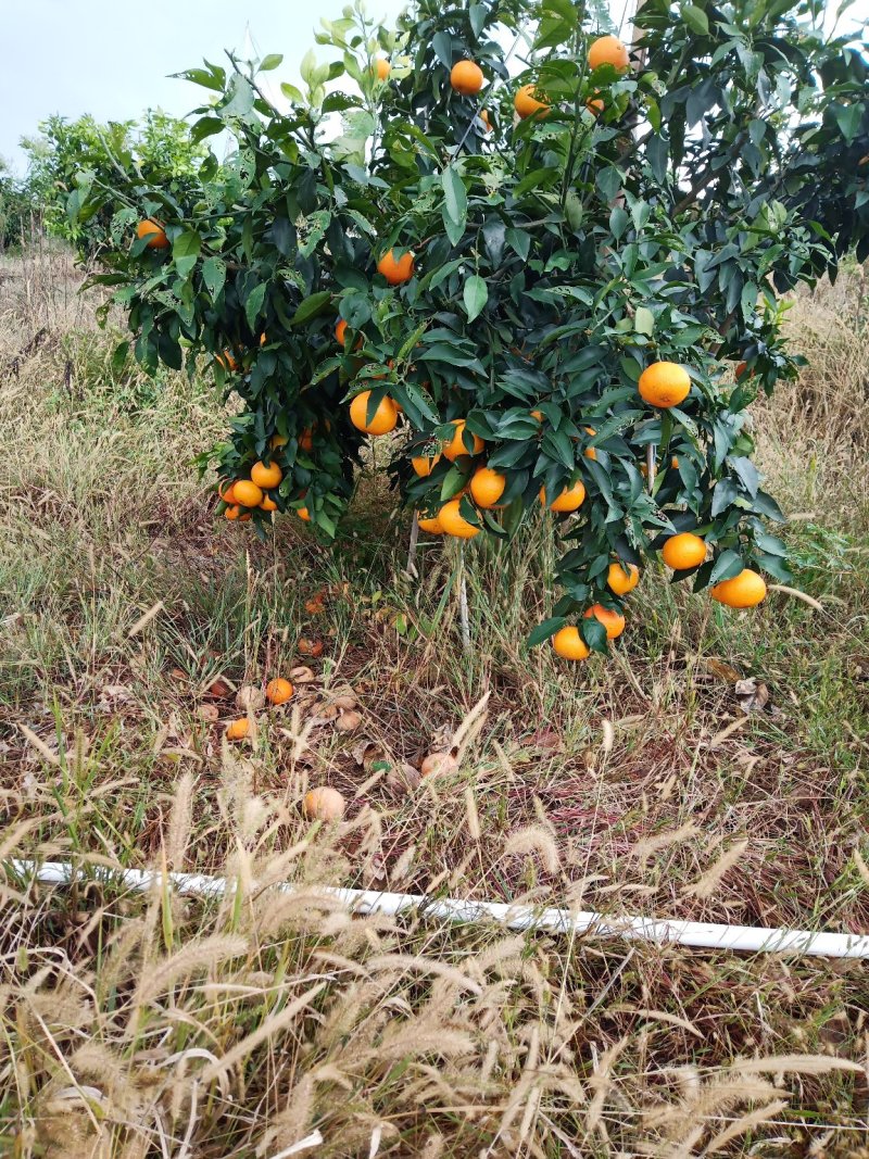 爱媛橙爱媛38号果冻橙代办费5分10000斤起批