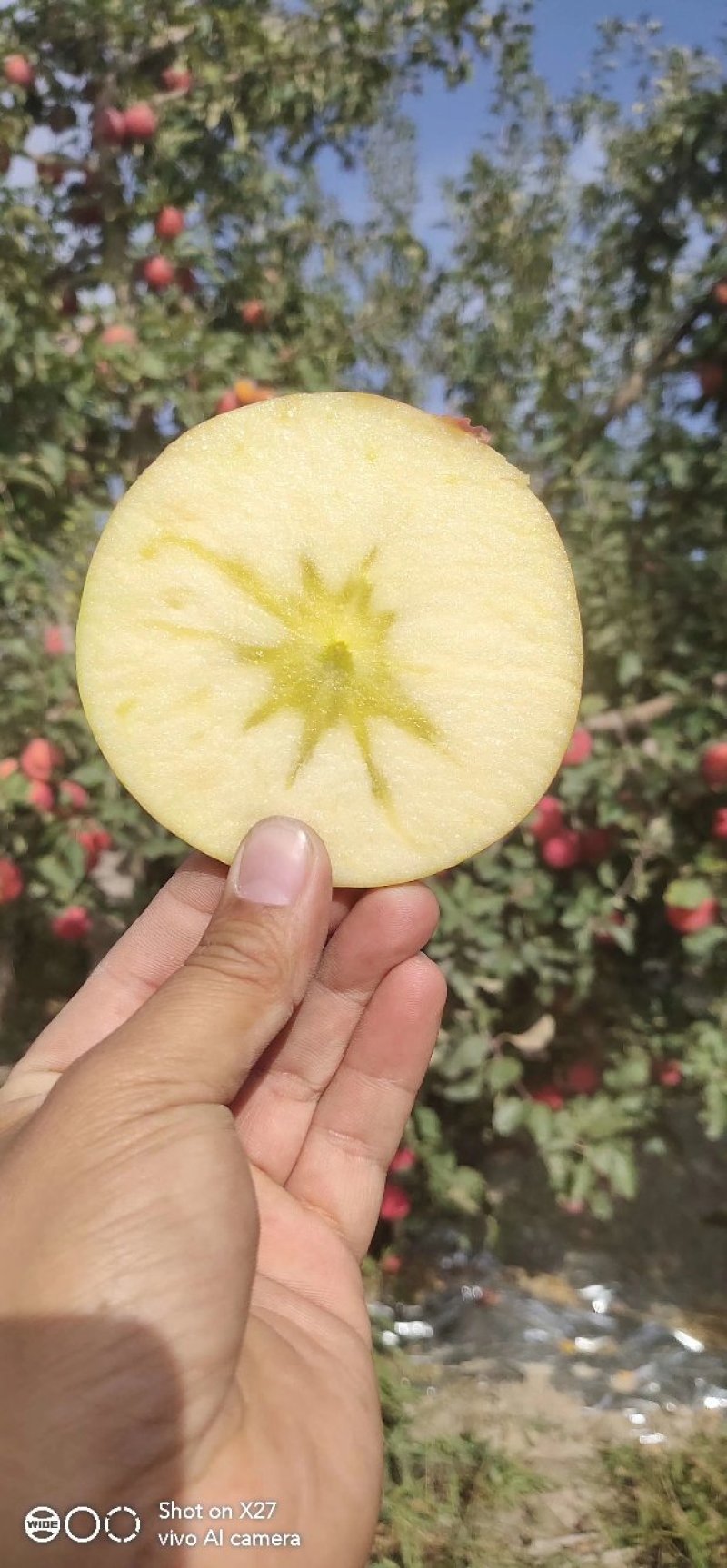 新疆阿克苏苹果