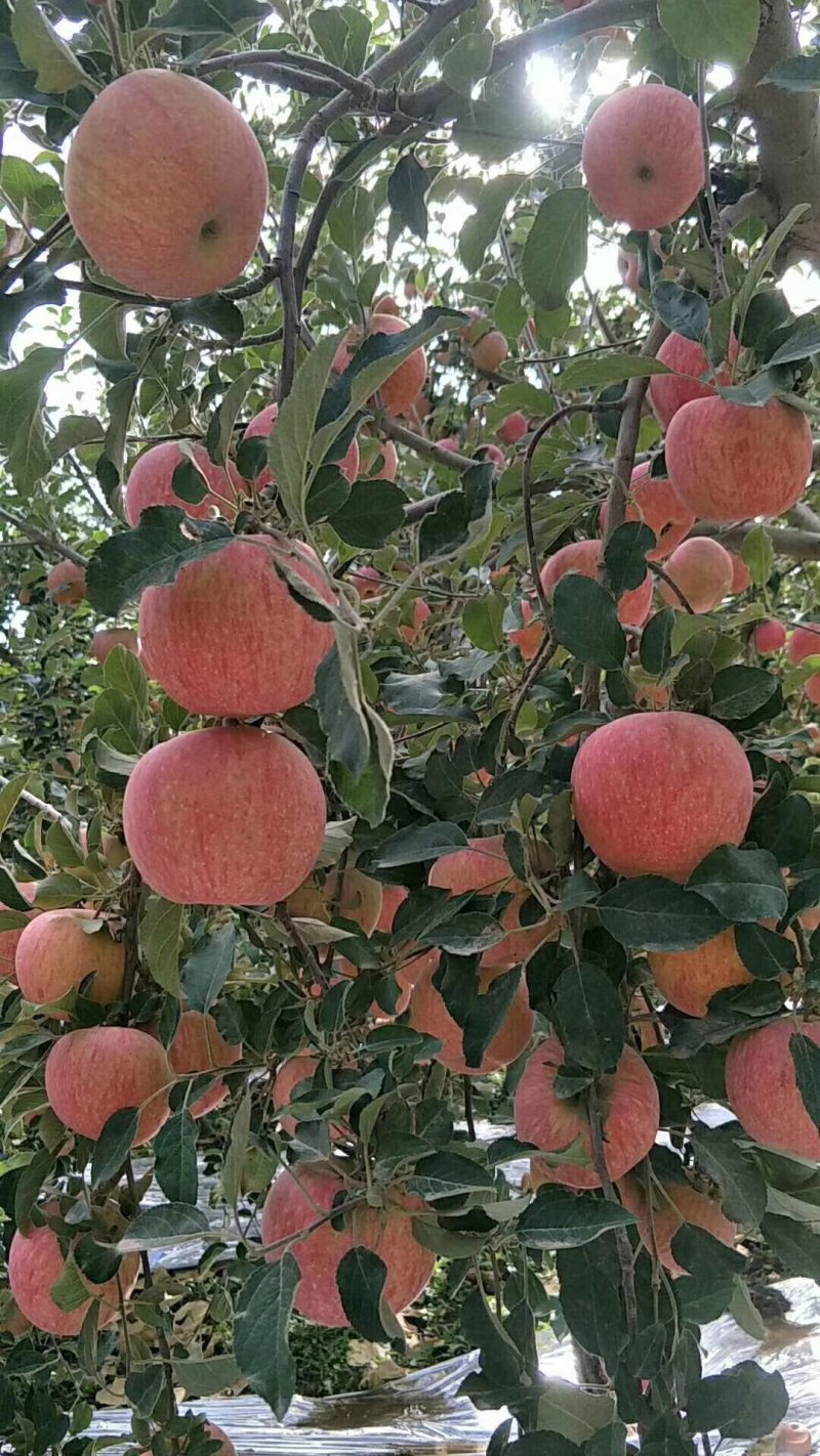 新疆阿克苏苹果