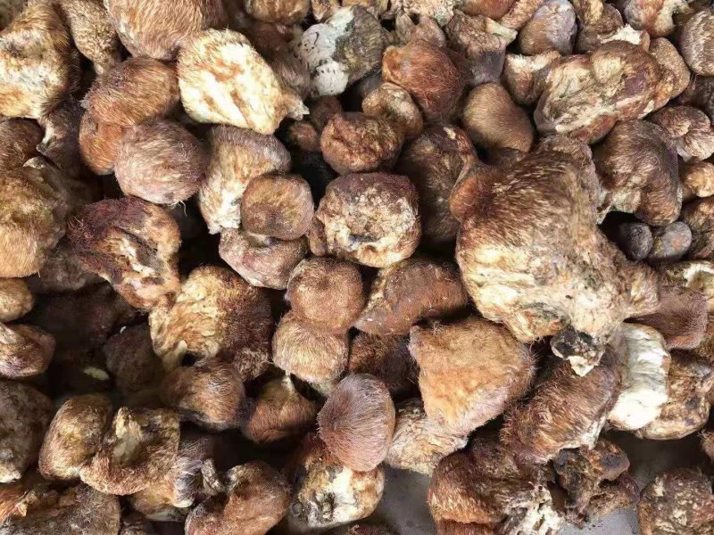 长白山野生猴头菇美味干品野生蘑菇猴头菌野生猴头