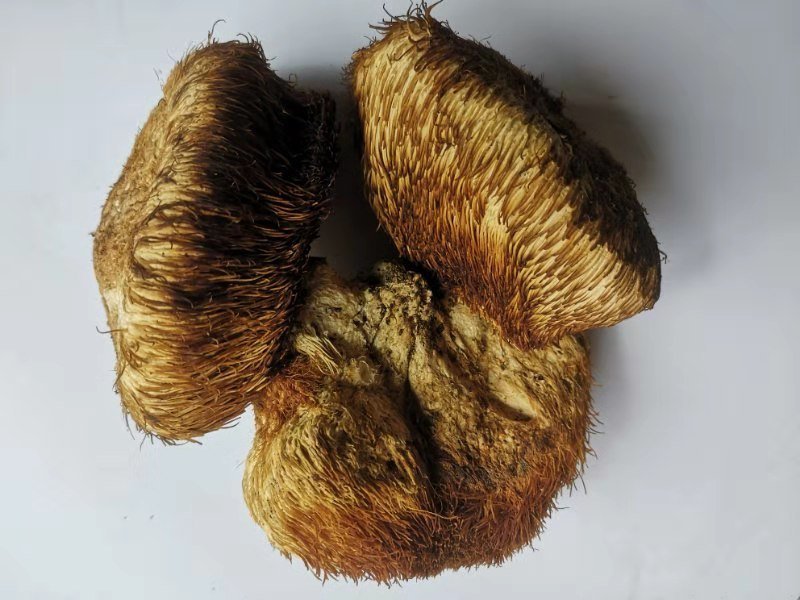 长白山野生猴头菇美味干品野生蘑菇猴头菌野生猴头