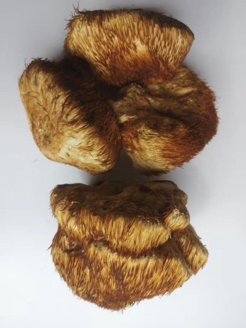 长白山野生猴头菇美味干品野生蘑菇猴头菌野生猴头