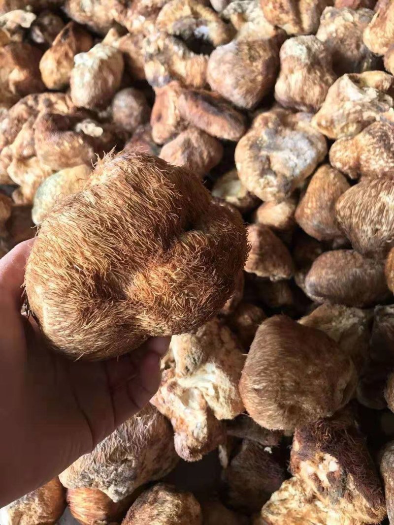 长白山野生猴头菇美味干品野生蘑菇猴头菌野生猴头
