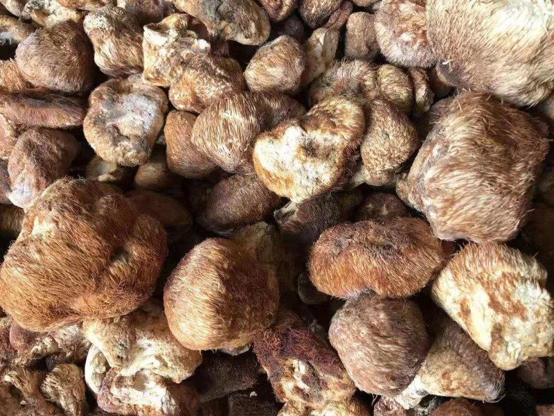 长白山野生猴头菇美味干品野生蘑菇猴头菌野生猴头