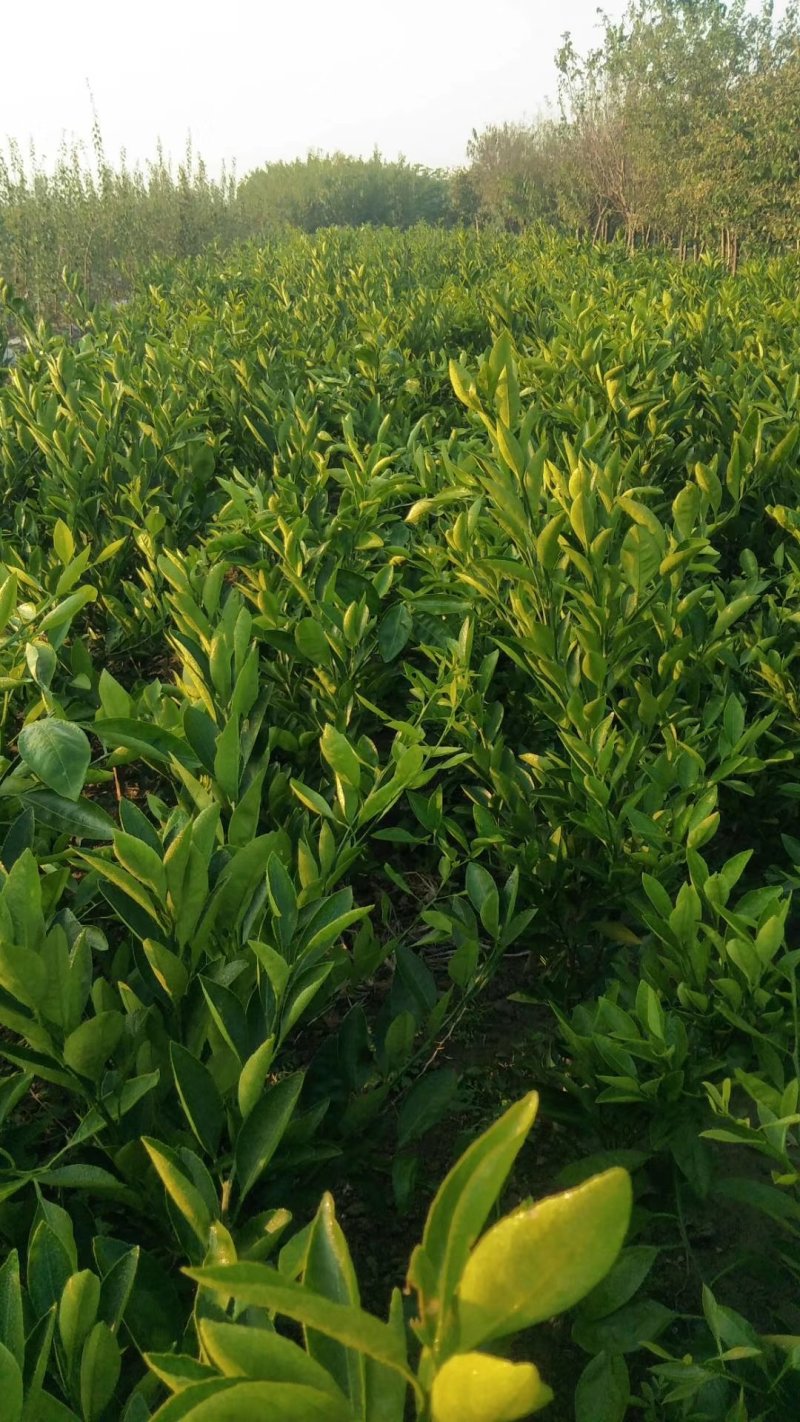 橘子苗当年结果全国包邮。现挖现卖，保证质量纯度
