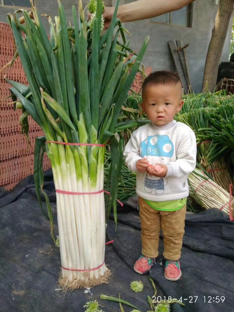 【推荐】山东铁杆大葱：大葱，代发毛葱产地直供代发全国