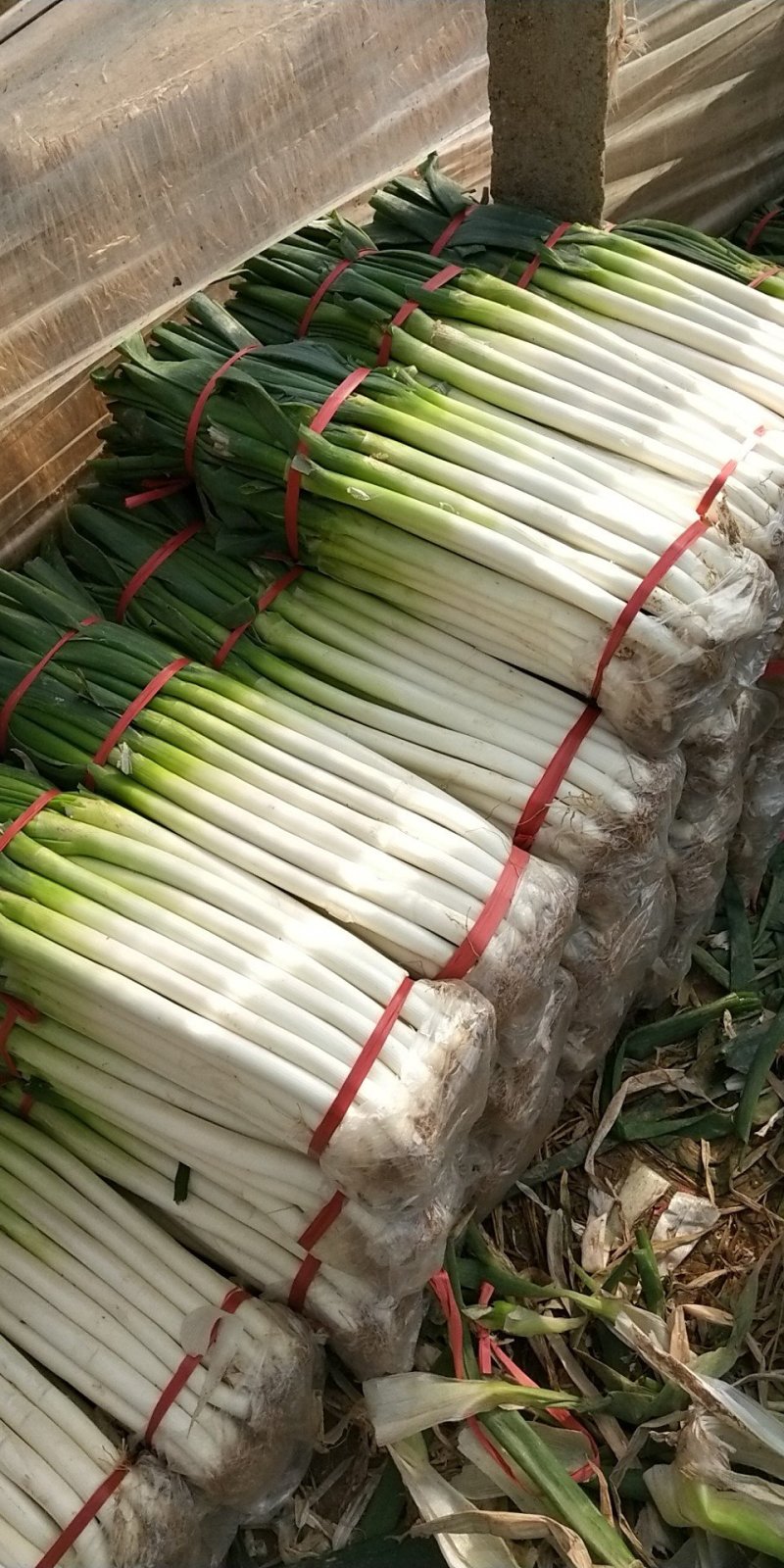 【推荐】山东铁杆大葱：大葱，代发毛葱产地直供代发全国