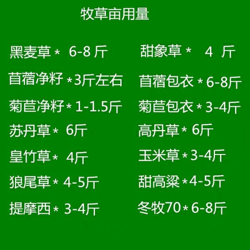 冬麦70黑麦草种子黑麦草种子宽叶秋冬麦草耐寒高产蓄牧草猪