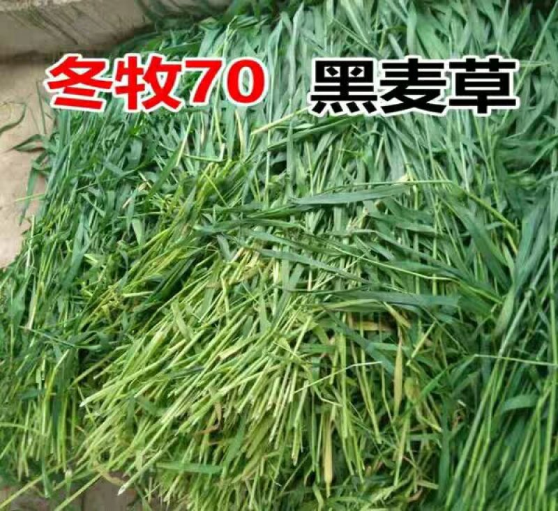 冬麦70黑麦草种子黑麦草种子宽叶秋冬麦草耐寒高产蓄牧草猪