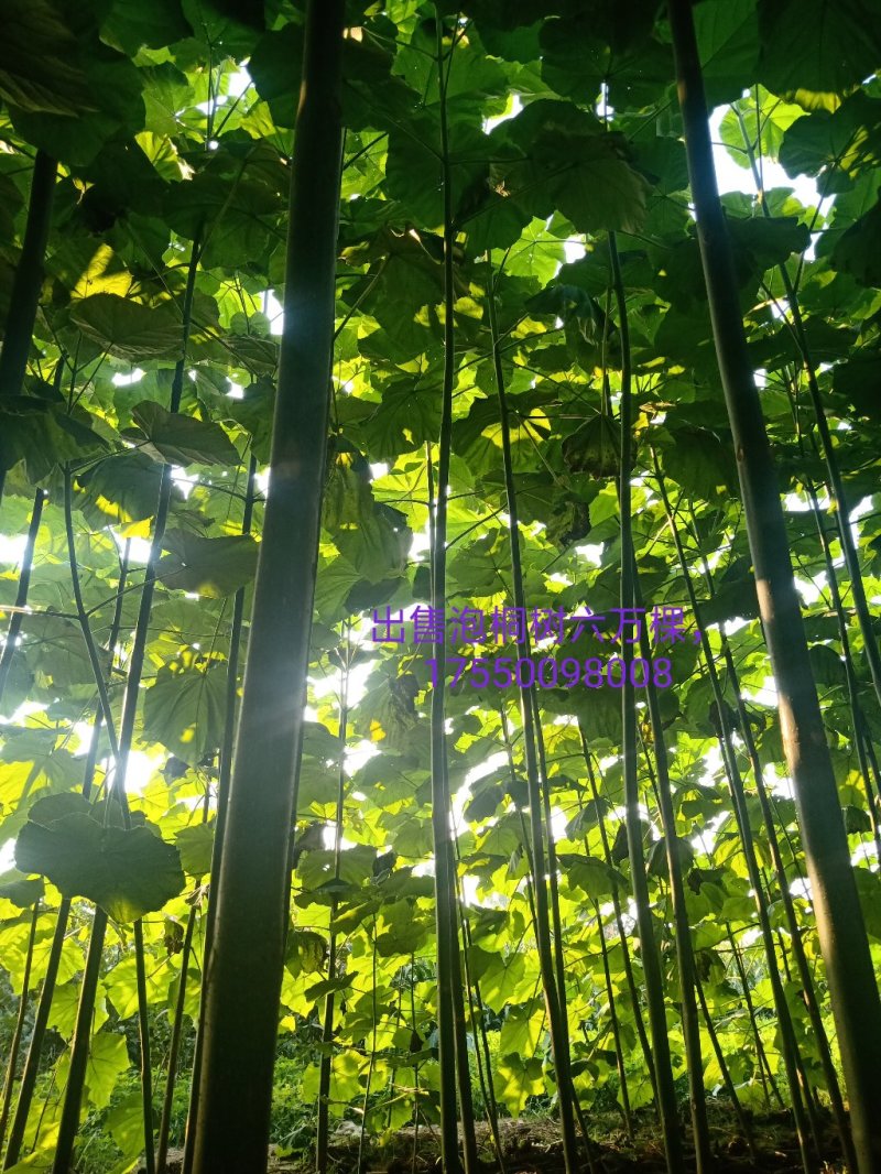 出售泡桐树