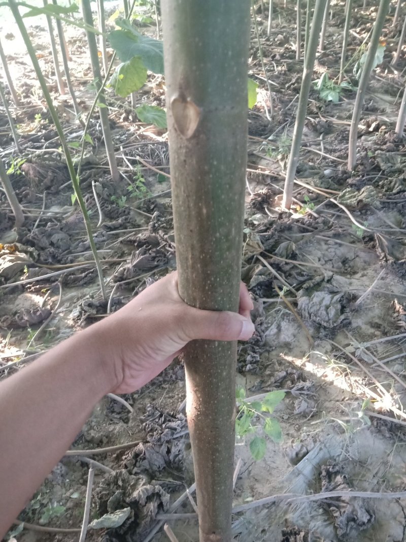 出售泡桐树